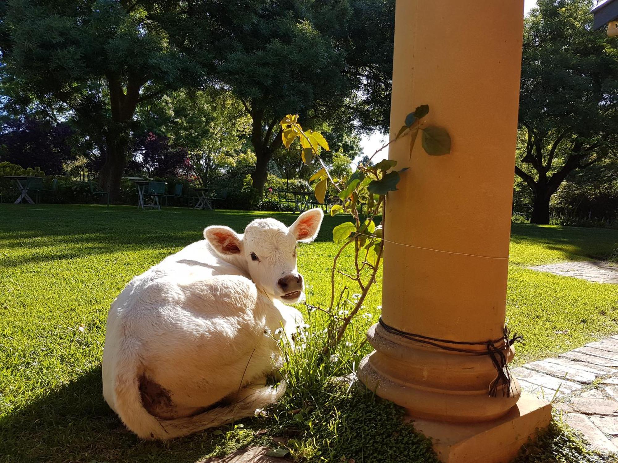 Al Ru Farm Bed & Breakfast One Tree Hill ภายนอก รูปภาพ